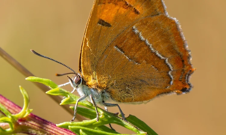 Brown hairstreak butterfly resting on a leaf