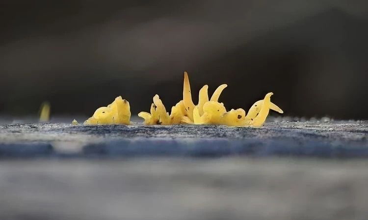 Yellow stagshorn fungus growing in Richmond Park