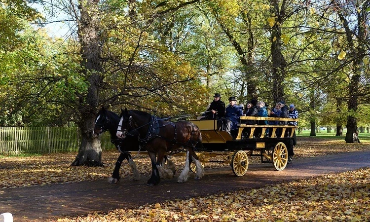 Man riding a horse drawn carriage through a park.