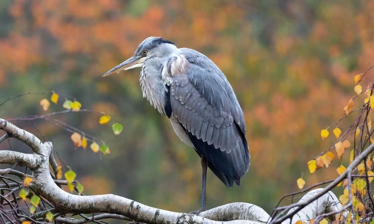 A heron wading in The Regent's Park boating lake