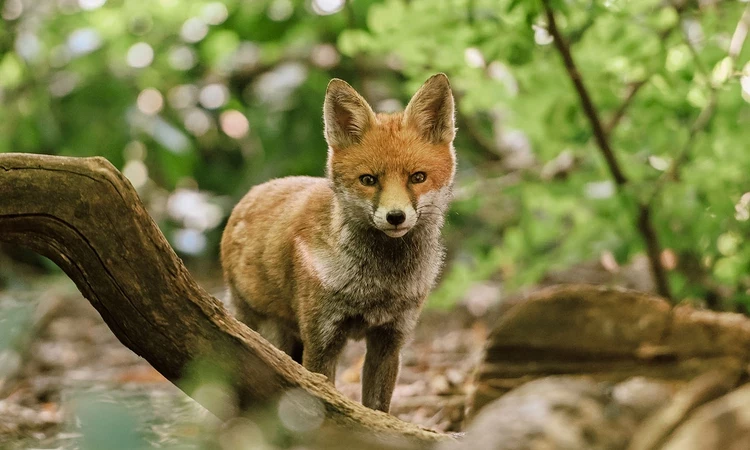 Fox in the undergrowth