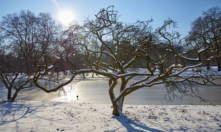 Snow-covered tree