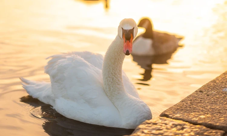 Swan on the Long Water at dawn