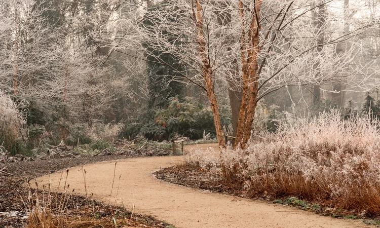 Winter path with frost on tree