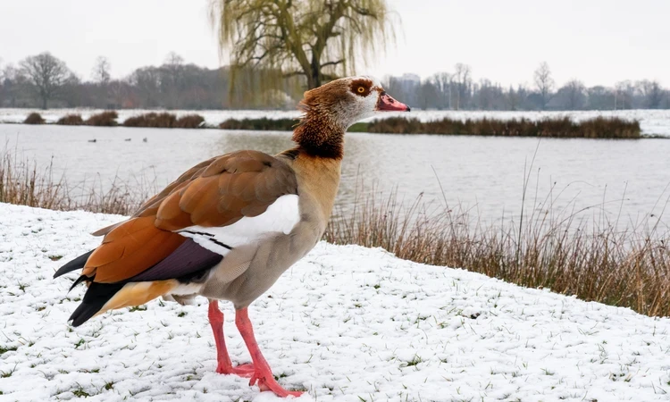Egyptian goose on the snowy banks of the Longford river