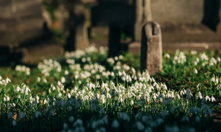 Snowdrops among the gravestones