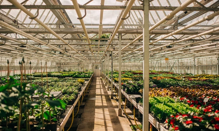 Hyde Park nursery
