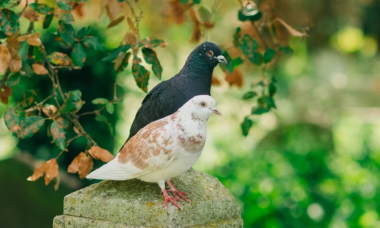 Pigeons on a gravestone
