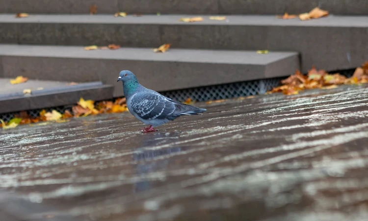 Pigeon on the Canada Memorial