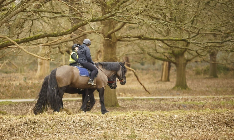 Horse riders among the winter trees