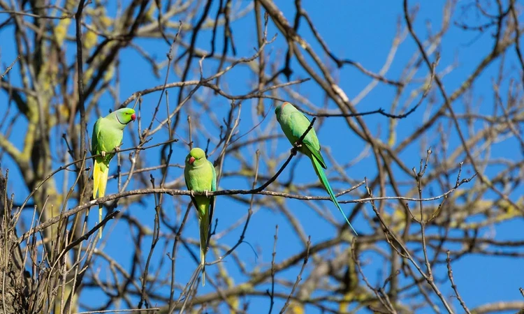 Parakeets