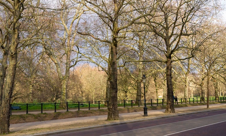 Trees along Constitution Hill