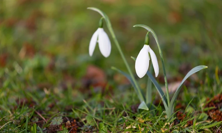 Snowdrops amidst a patch of green grass.