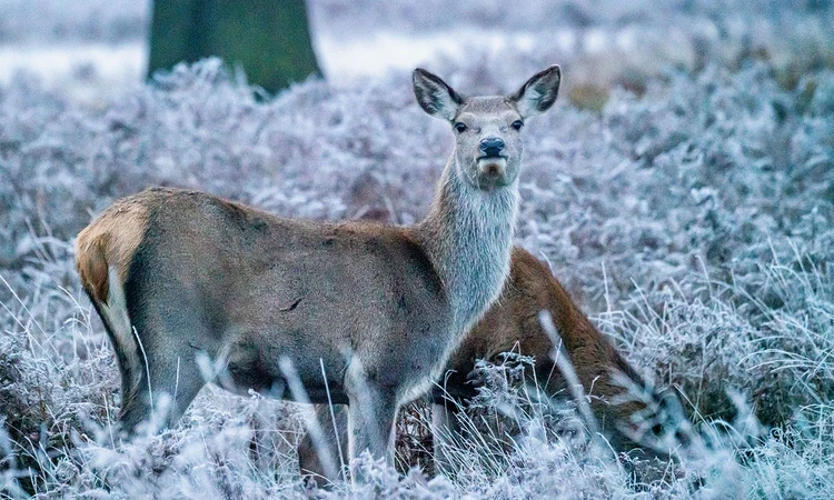 Young deer in the frosty grass