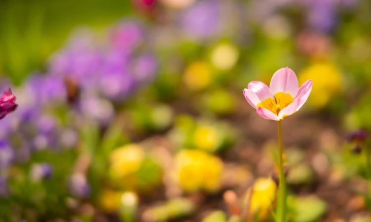 Multi coloured flowers in bloom