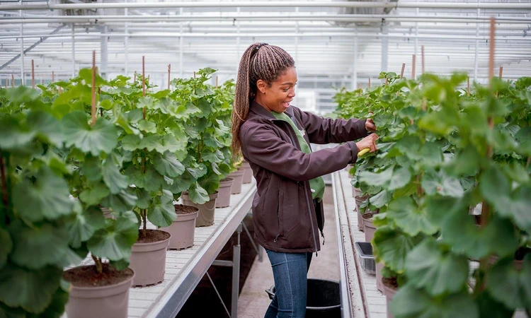 Worker in the Hyde Park plant nursery