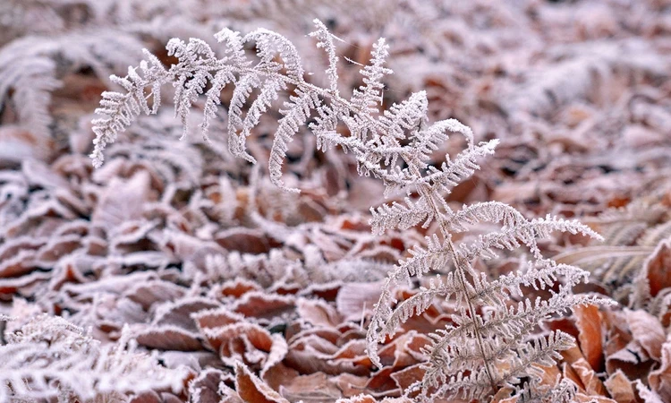Frosty fern leaves