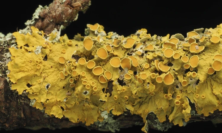 Sunburst lichen on a branch