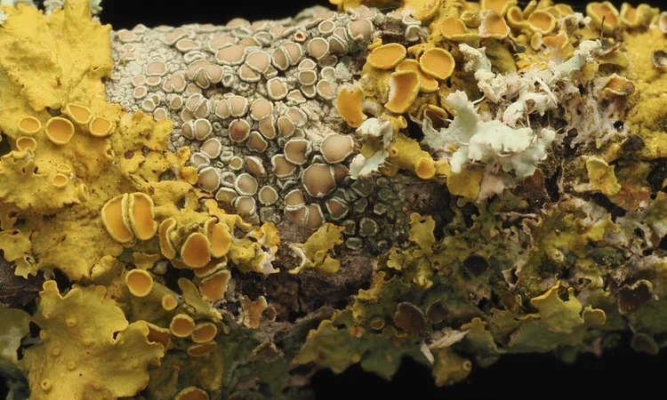Sunburst lichen on a branch