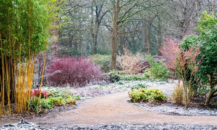 Richmond Park Garden in Winter