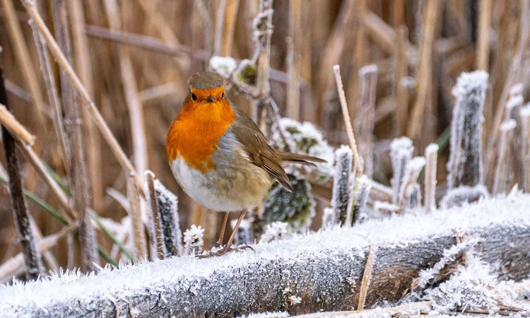 A robin on frosty ground