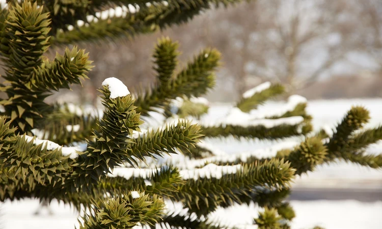 Snow-covered tree branches