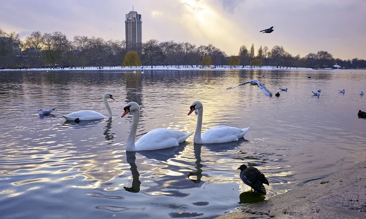 Swans on the Serpentine lake