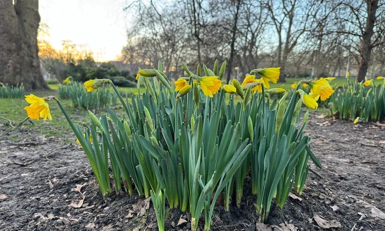 Spring daffodils