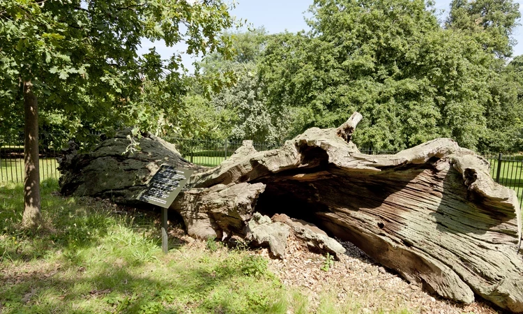 Queen Elizabeth's Oak today
