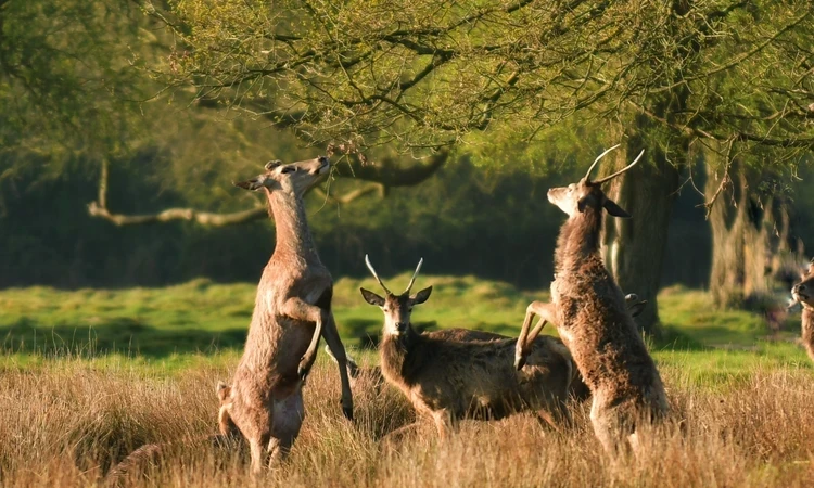 Bushy Park Spring Hero