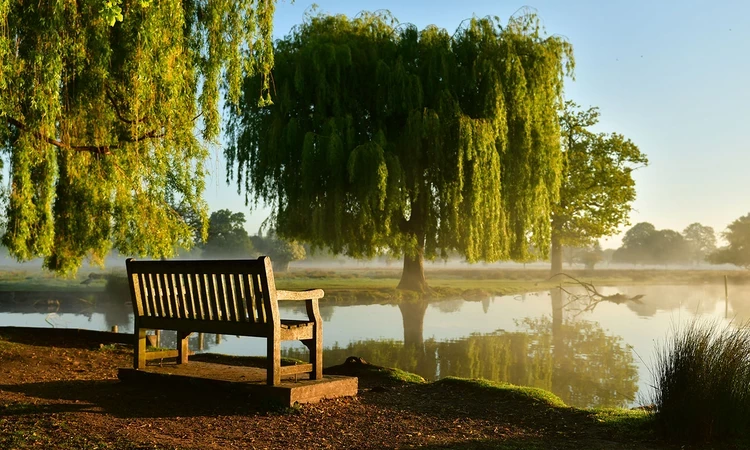 A bench overlooking a pond in Bushy Park