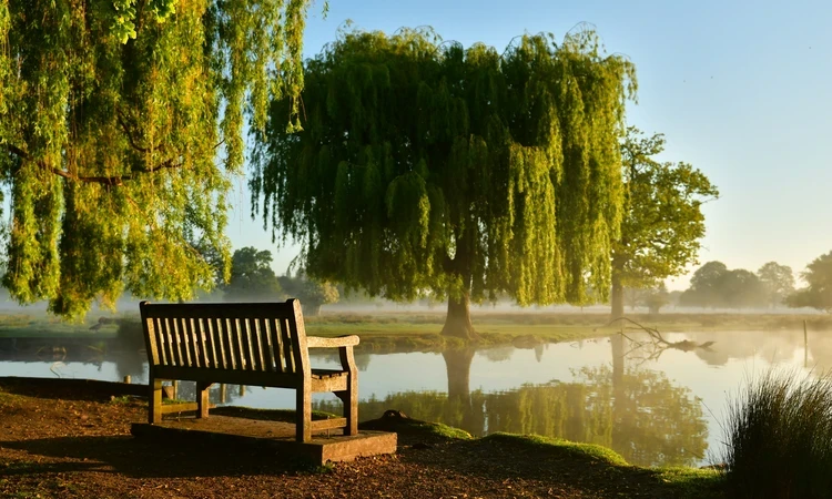 Bushy Park Spring Hero FAQ