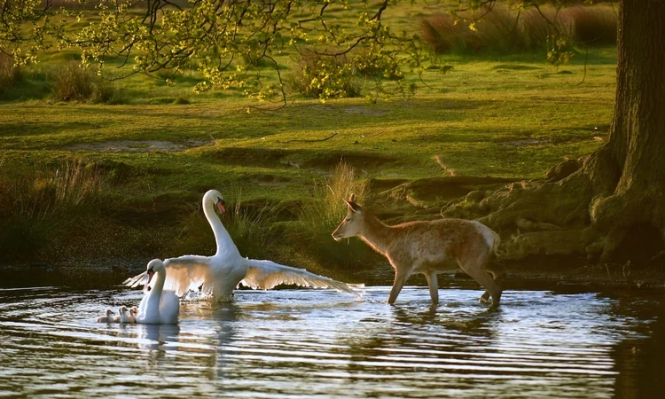 Richmond Spring Hero Wildlife