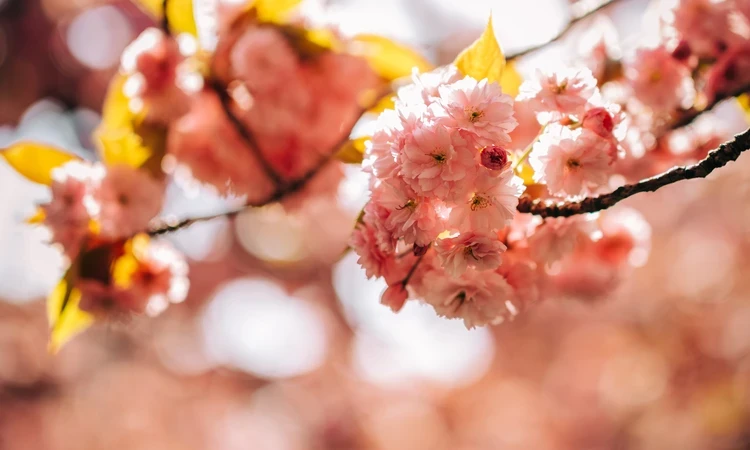 Spring bloom cherry blossom