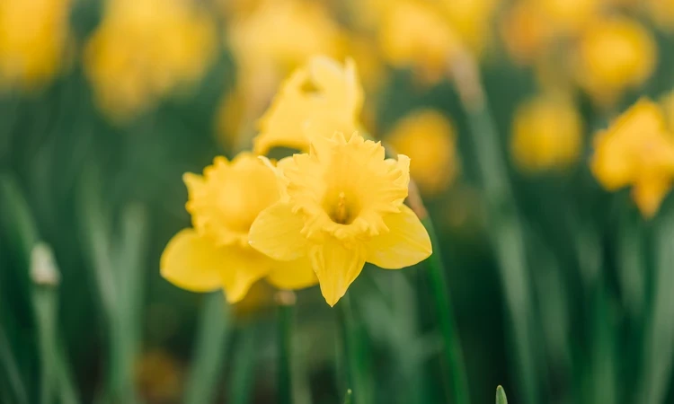 Spring bloom daffodil