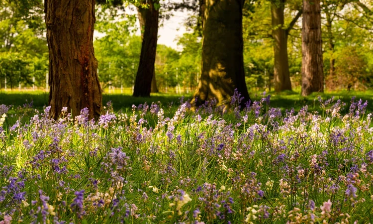 Bushy Park Spring Hero Gardens