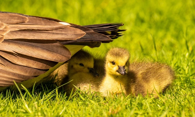 Bushy Park Spring Hero