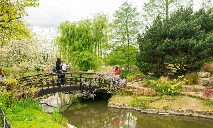 A small wooden bridge across a stream in the Japanese Garden