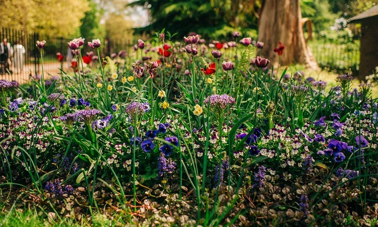 Colourful spring flowers