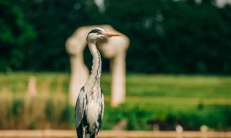 A heron in front of Henry Moore's The Arch