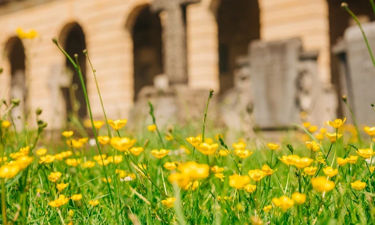 Brompton gardens spring