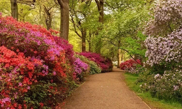Spring blooms in Isabella Plantation