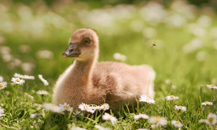 Gosling sitting among the daisies