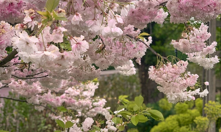 Pink cherry blossom in the spring