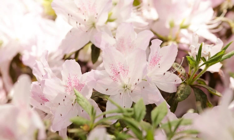 Richmond Park flower hero