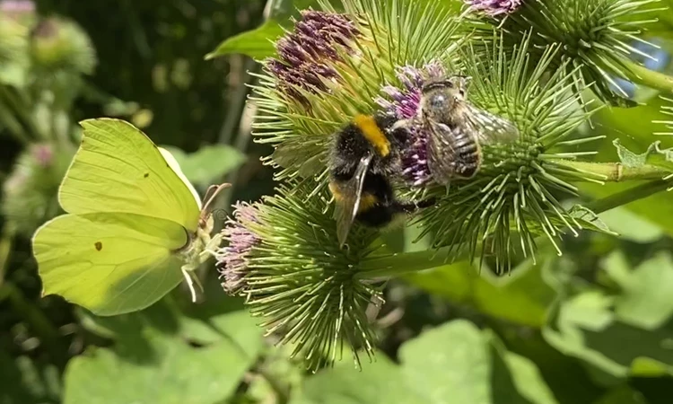 A green Brimstone Butterfly, bumblebee and bee on a purple thistle flower
