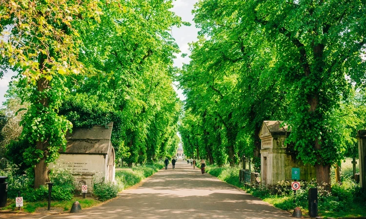 Image of lime tree line avenue with the Brompton Capel at the end