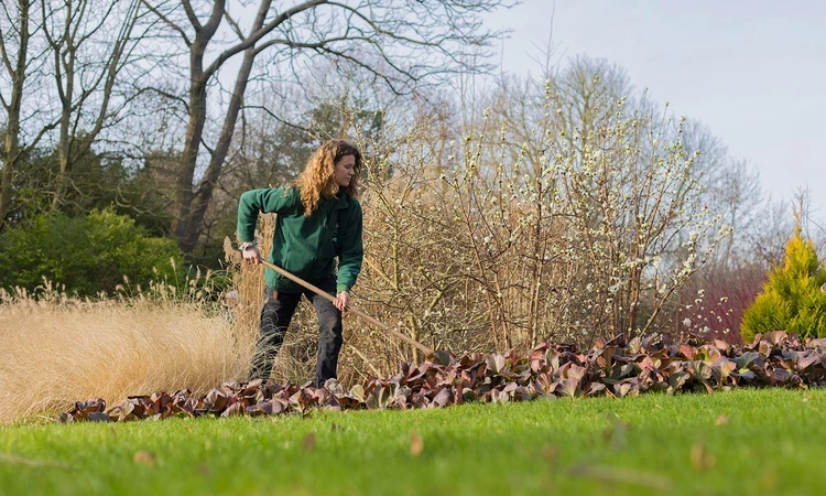 A woman raking autumn leaves