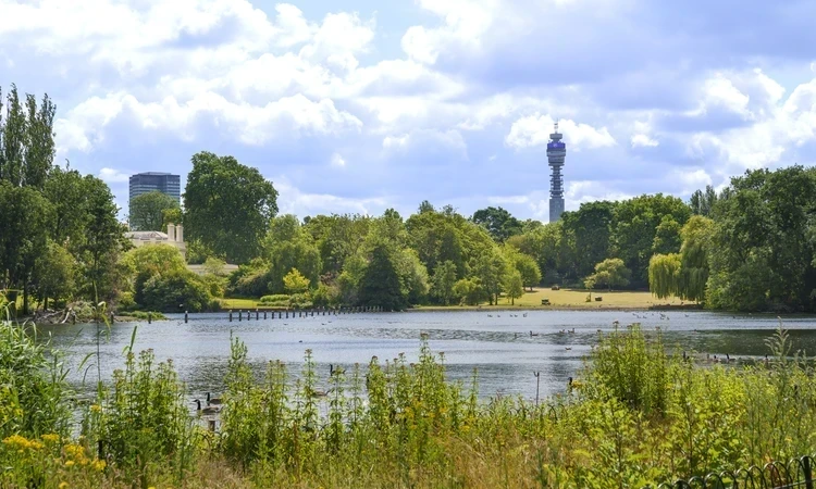 View across the lake at The Regents Park with green plants in the foreground.