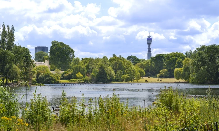 View across the lake at The Regents Park with green plants in the foreground.